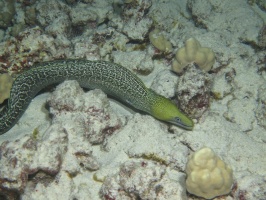 116 Undulated Moray IMG 2498